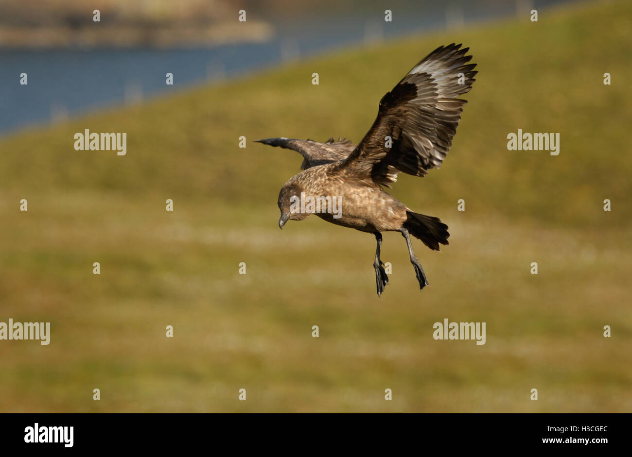 Great Skua (Stercorarius skua) in flight, Shetland Isles, June Stock Photo