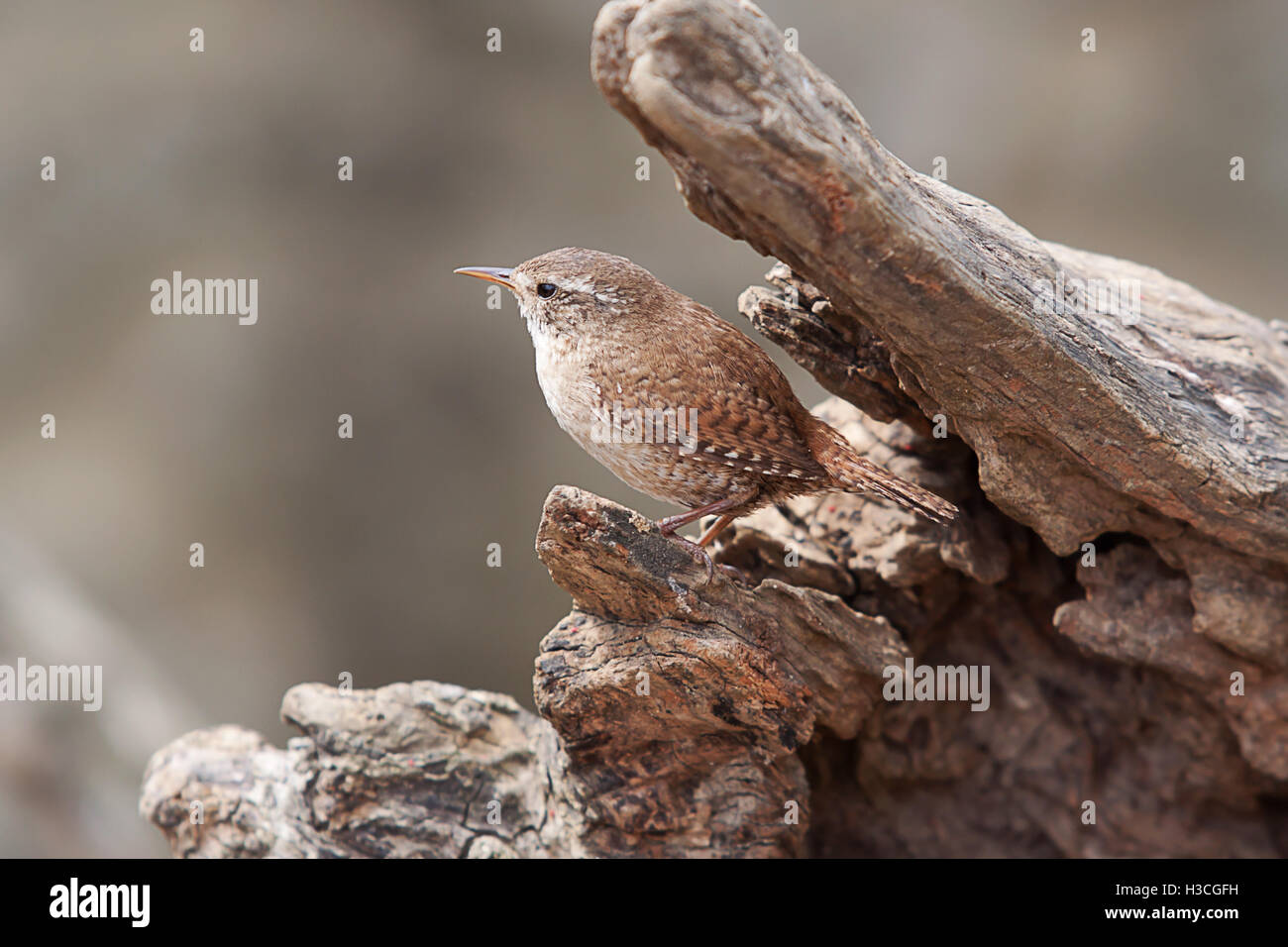 Jenny wren hires stock photography and images Alamy