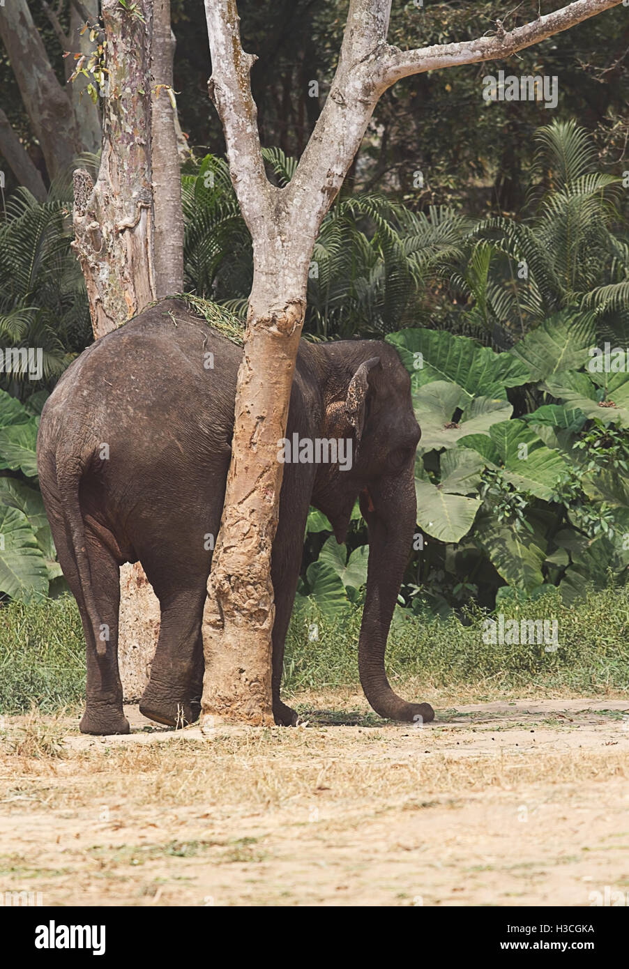 Photo of a young Indian elephant rubbing up against a tree Stock Photo