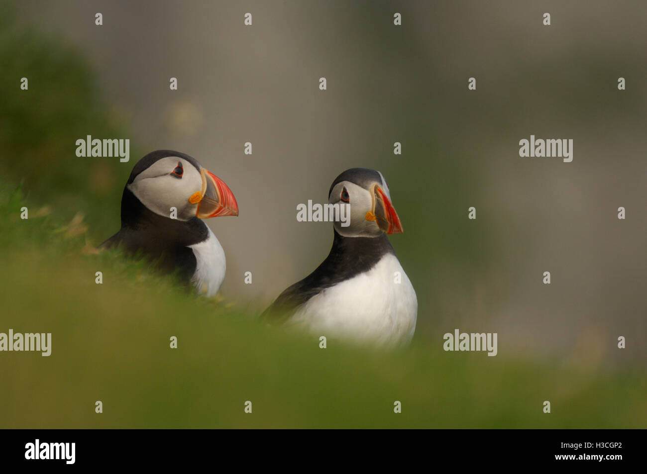 Puffin Fratercula arctica close up of pair on cliff edge, Shetland Isles, August Stock Photo
