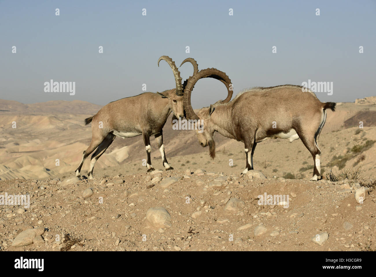Nubian Ibex - Capra nubiana Stock Photo