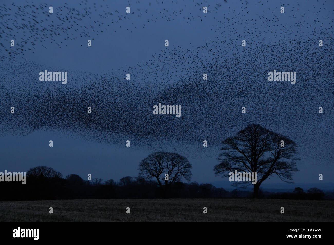 Starlings (Sturnus vulgaris) going to mass roost in conifer plantation, UK Stock Photo