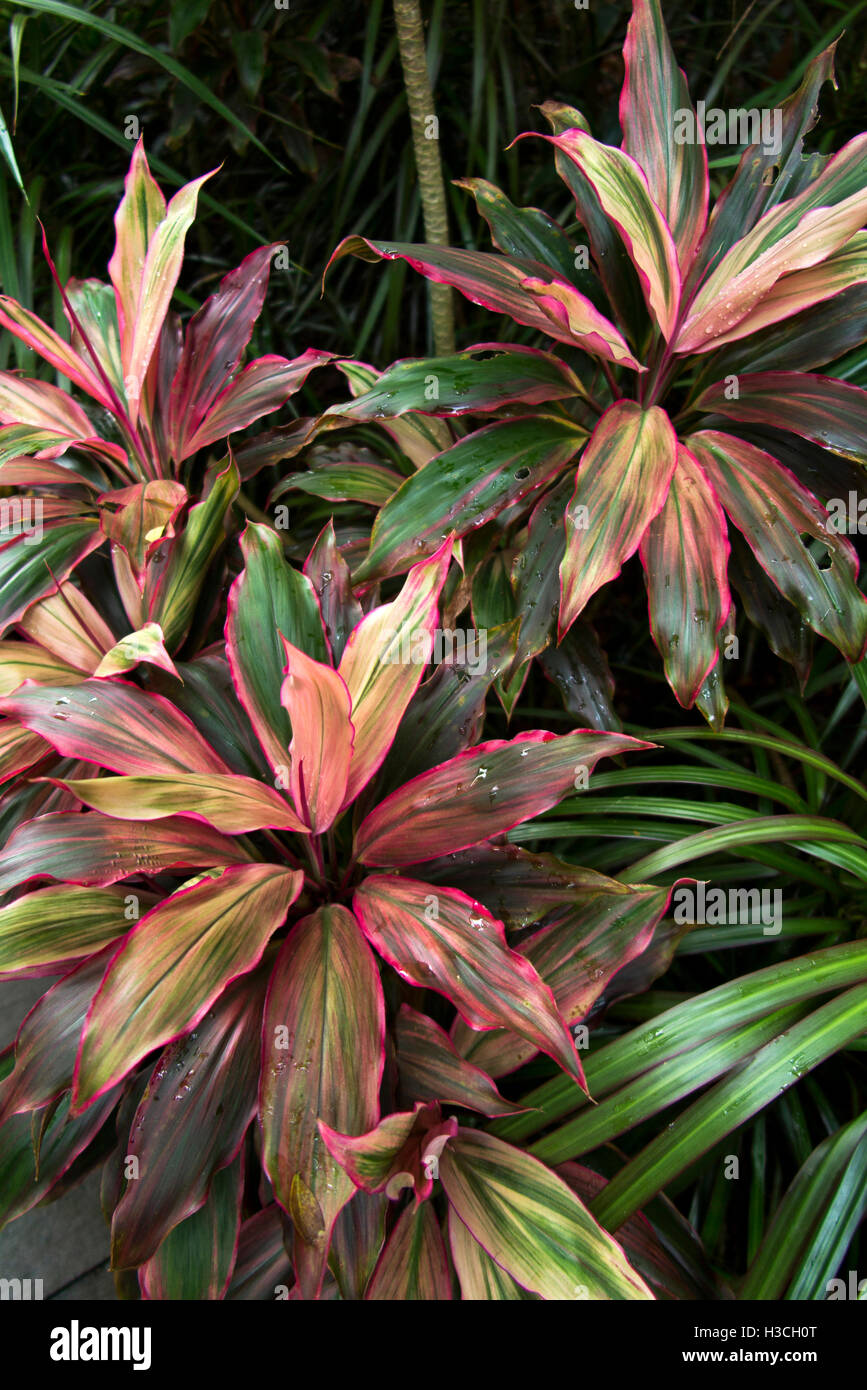 Singapore, Botanic Gardens, Foliage Garden, red and green variegated cordyline leaves Stock Photo