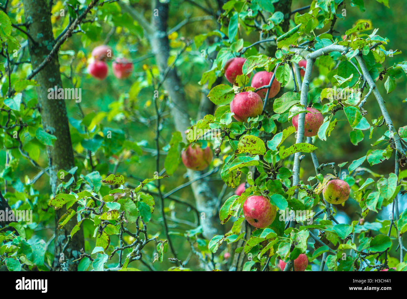Many ripe red apples on tree in autumn Stock Photo - Alamy