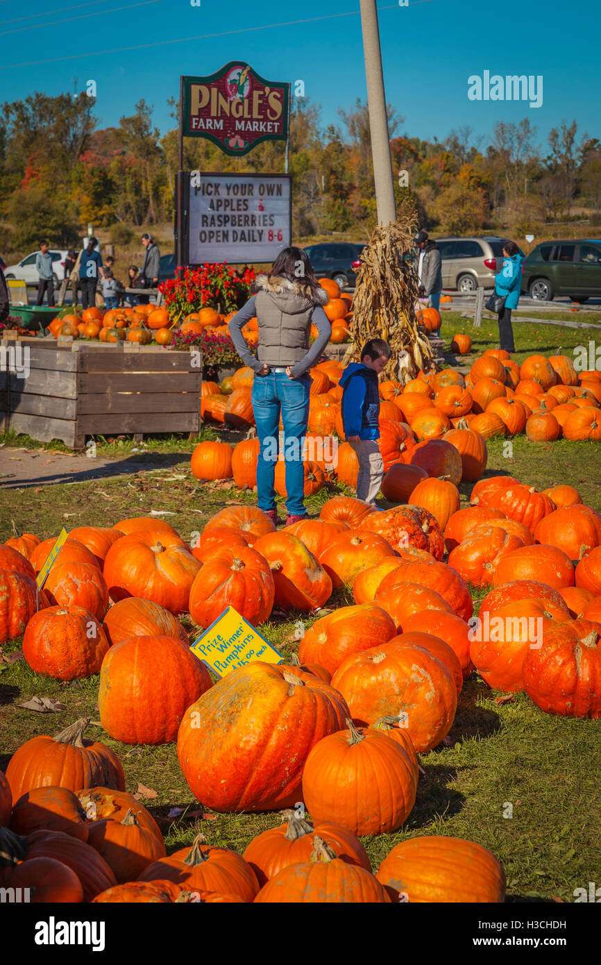 Display of pumpkins for sale on a farm in the countryside Stock Photo