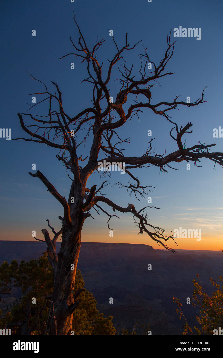 Grand Canyon National Park, Arizona. Stock Photo