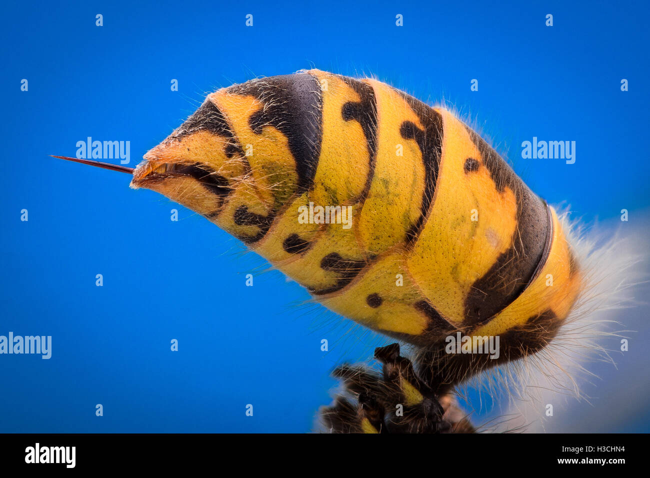 Extreme magnification - Wasp body with stinger Stock Photo