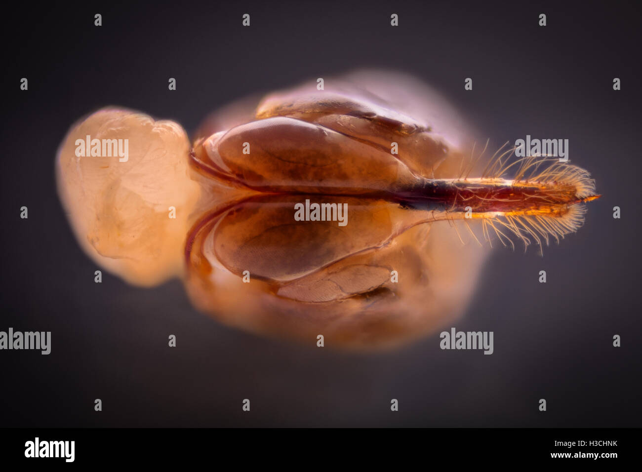 Extreme magnification - Wasp stinger with venom sac Stock Photo