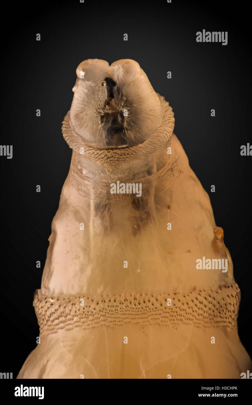 Extreme magnification - Fly larva head Stock Photo