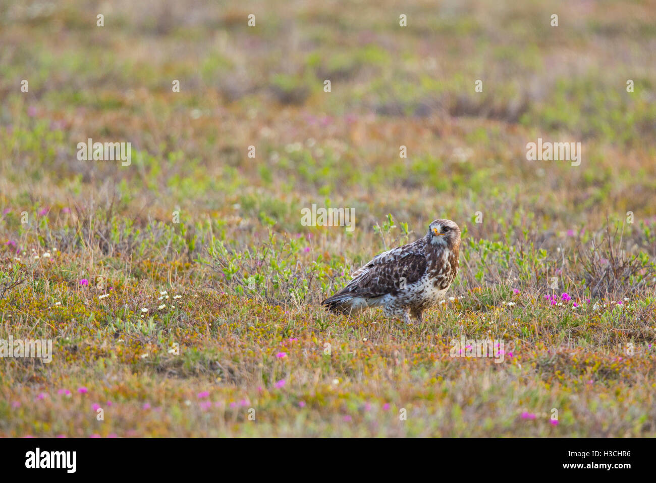 Rough-legged Hawk (Buteo lagopus), Arctic Alaska. Stock Photo