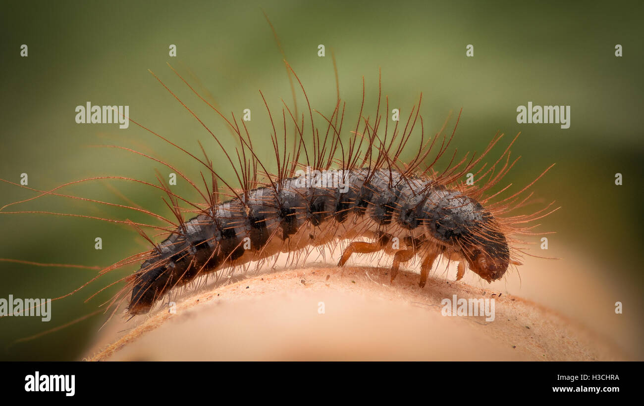 Extreme magnification - Carpet beetle larva Stock Photo