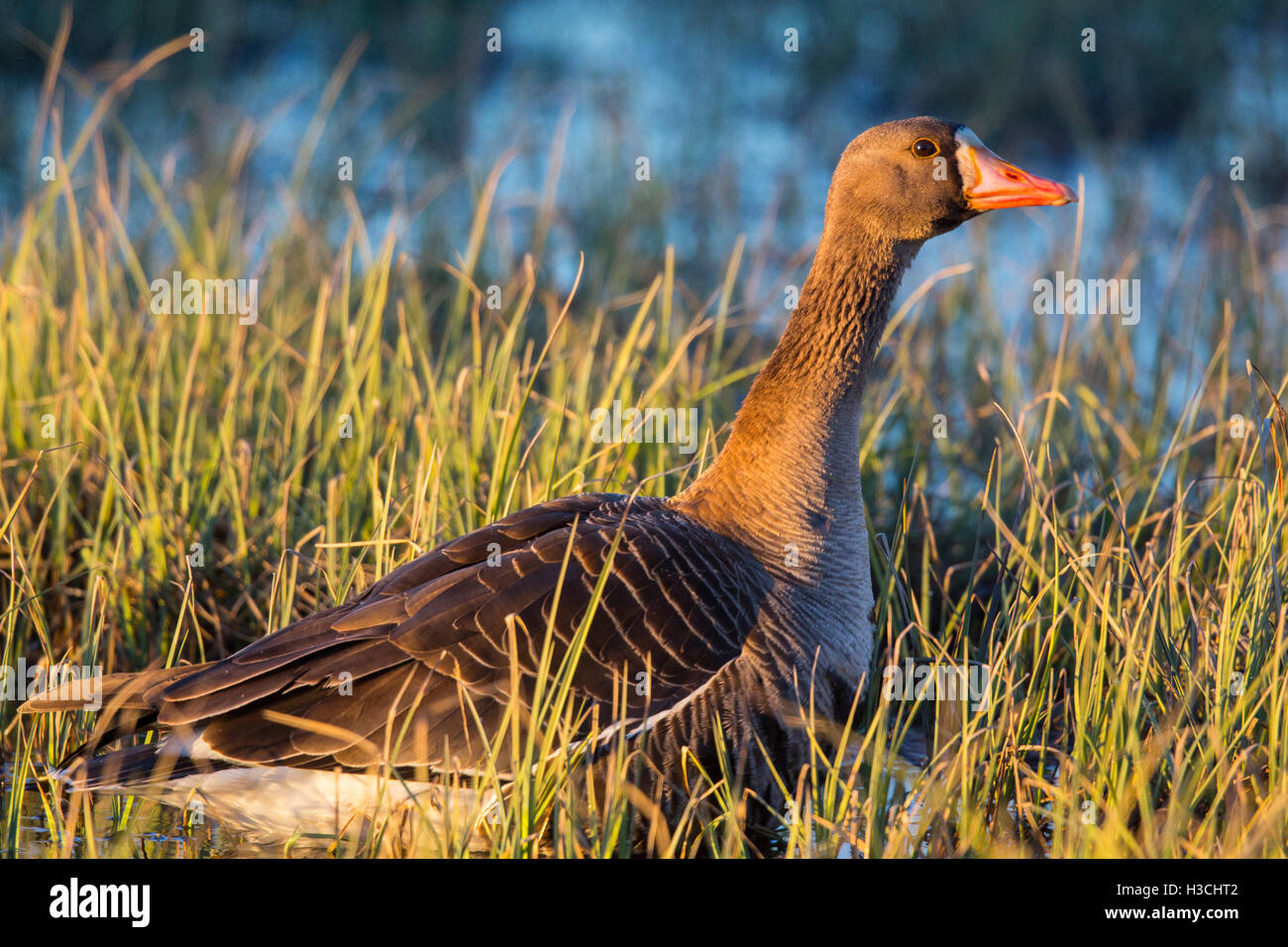 Greater white-fronted goose(Anser albifrons), Arctic Alaska. Stock Photo