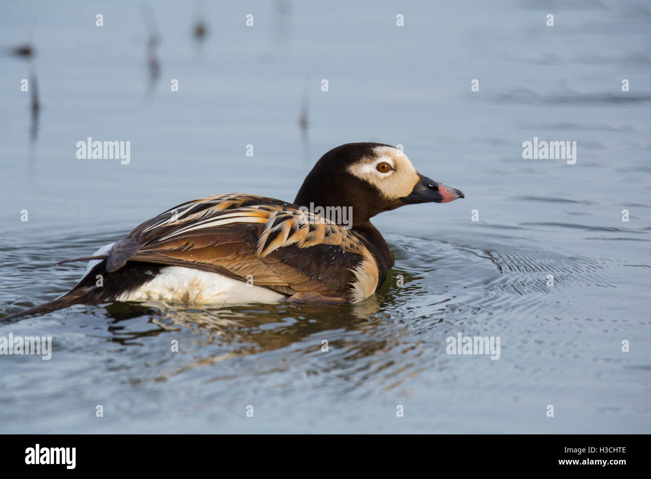 Long-tailed duck (Clangula hyemalis), once known as oldsquaw, Arctic Alaska. Stock Photo
