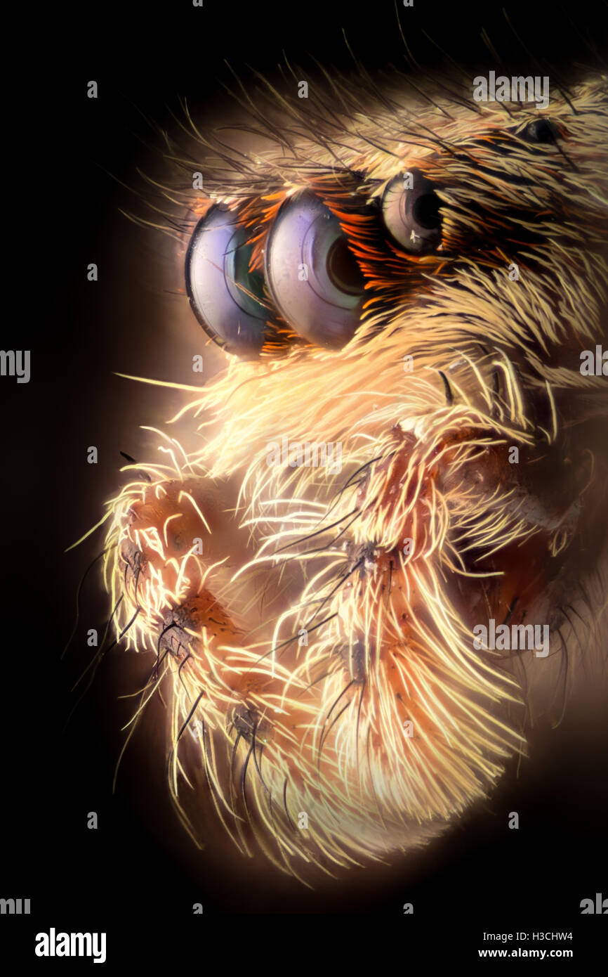 Spider View Strnth Extreme magnification - Jumping spider portrait, side view Stock Photo ...