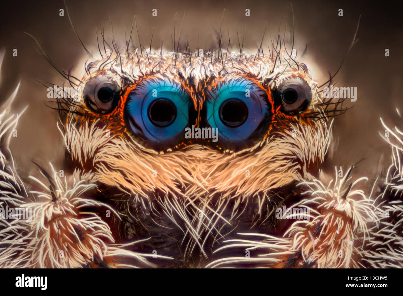 Extreme magnification Jumping spider portrait, front view Stock Photo