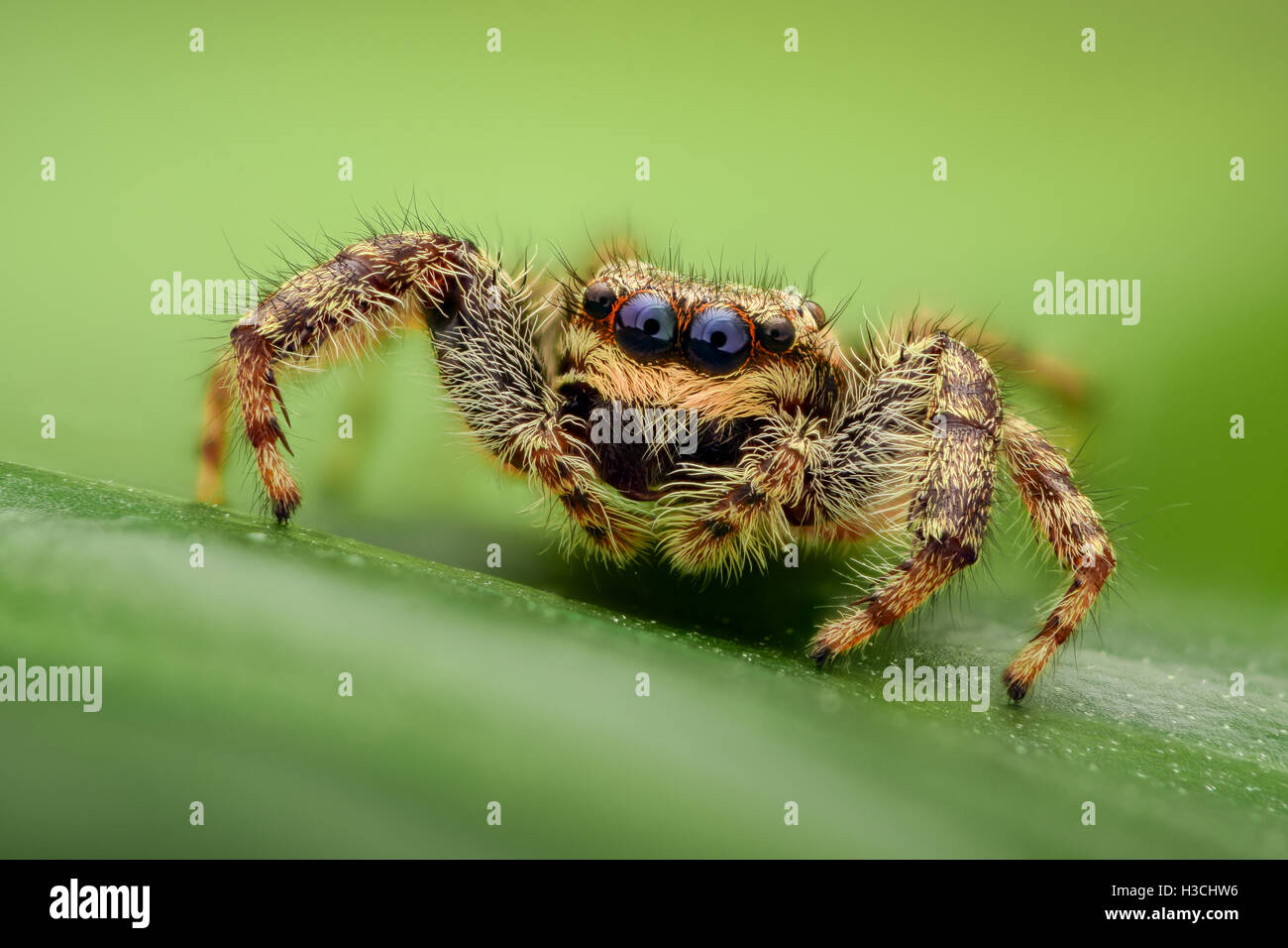 Jumping spider on a leaf Stock Photo