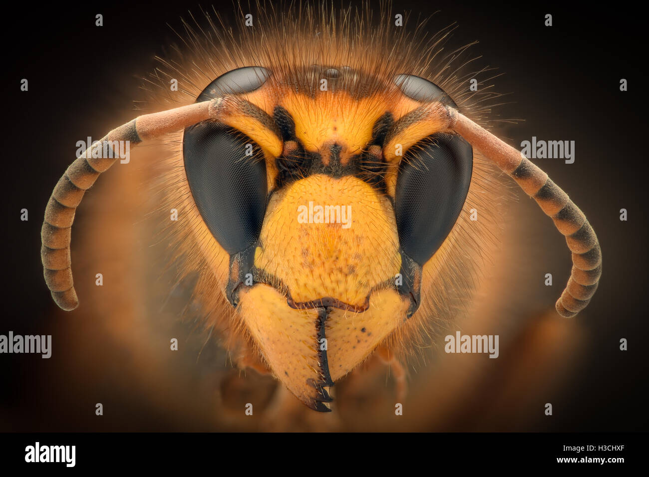 Extreme magnification - Giant Wasp Stock Photo