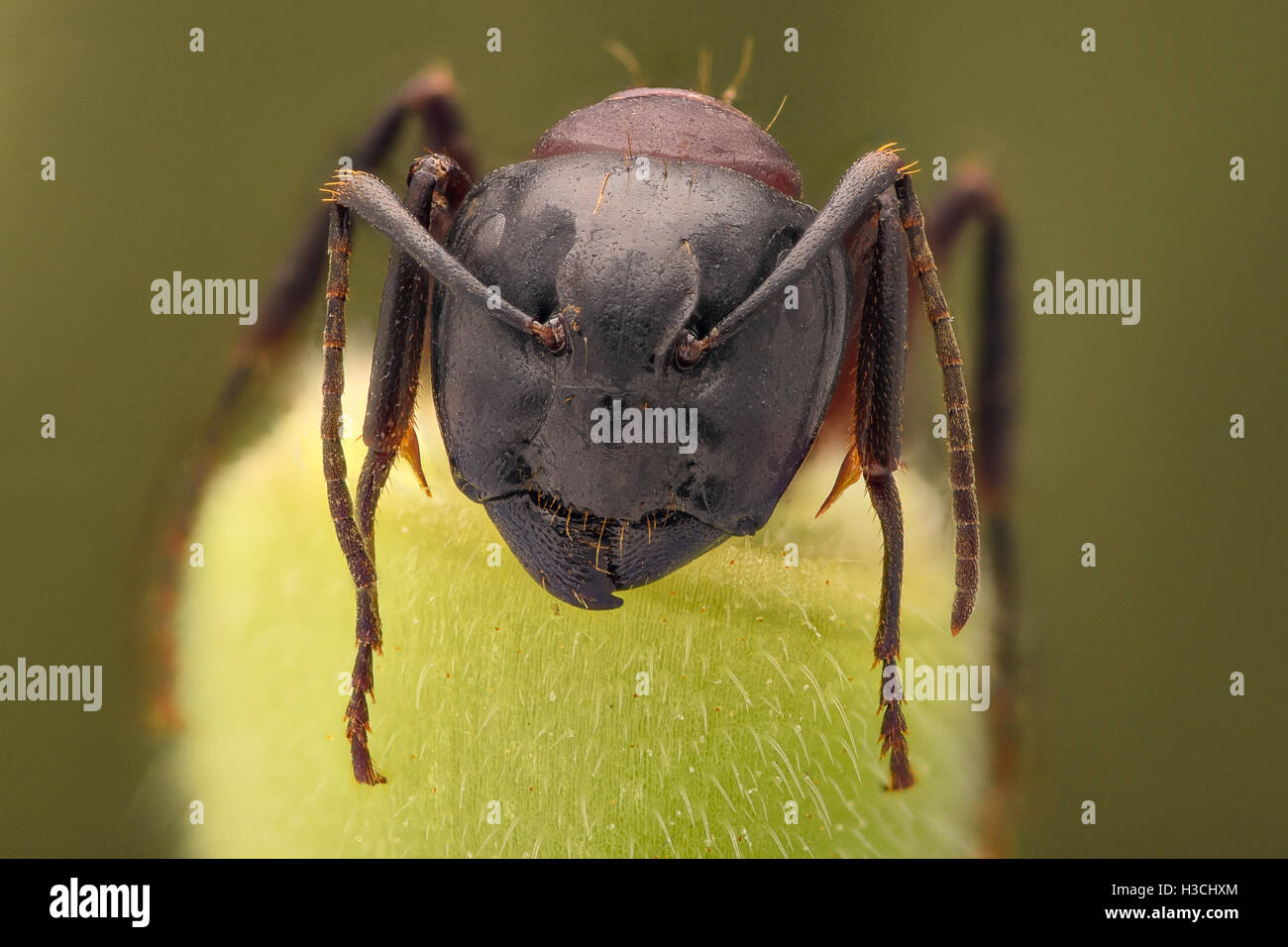 Extreme magnification - Ant portrait Stock Photo