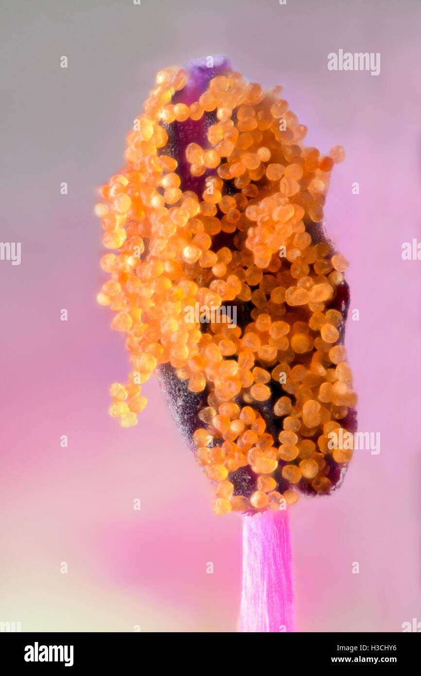 Plant pollen microscopic hires stock photography and images Alamy