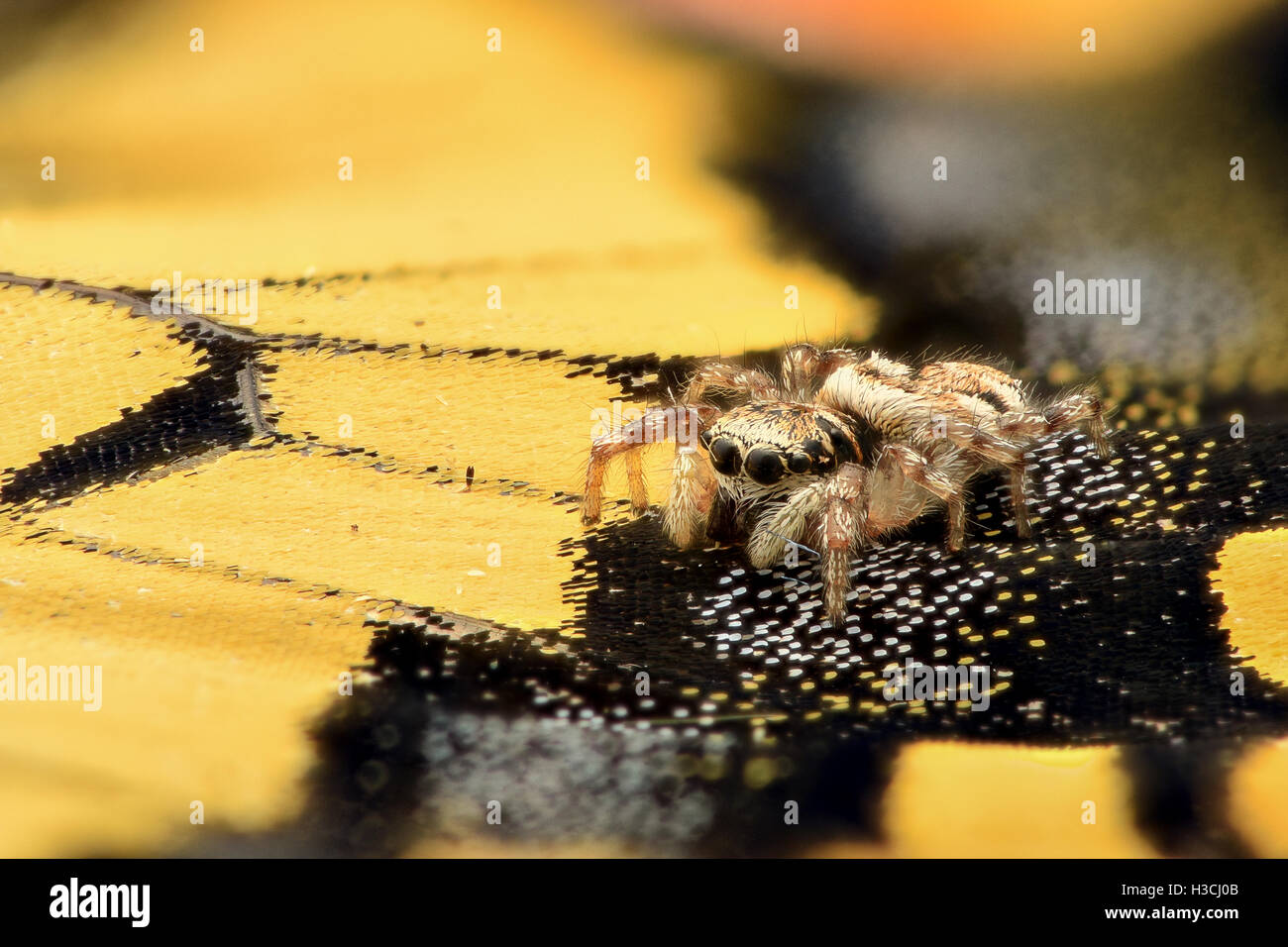 Extreme magnification - Jumping Spider on a butterfly wing Stock Photo