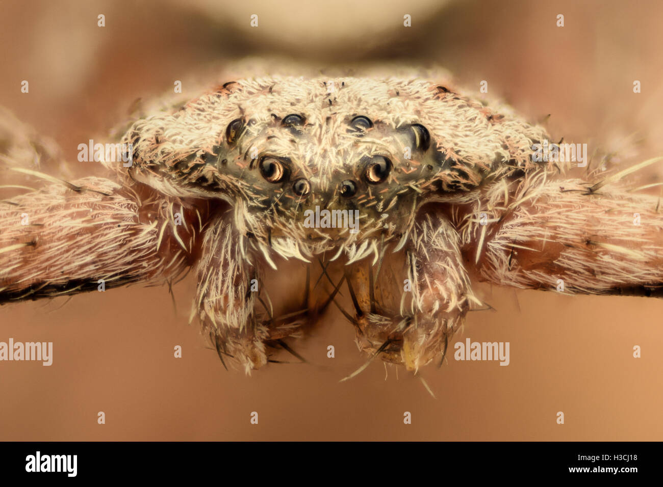 Extreme magnification - Flat spider, crab, front view Stock Photo