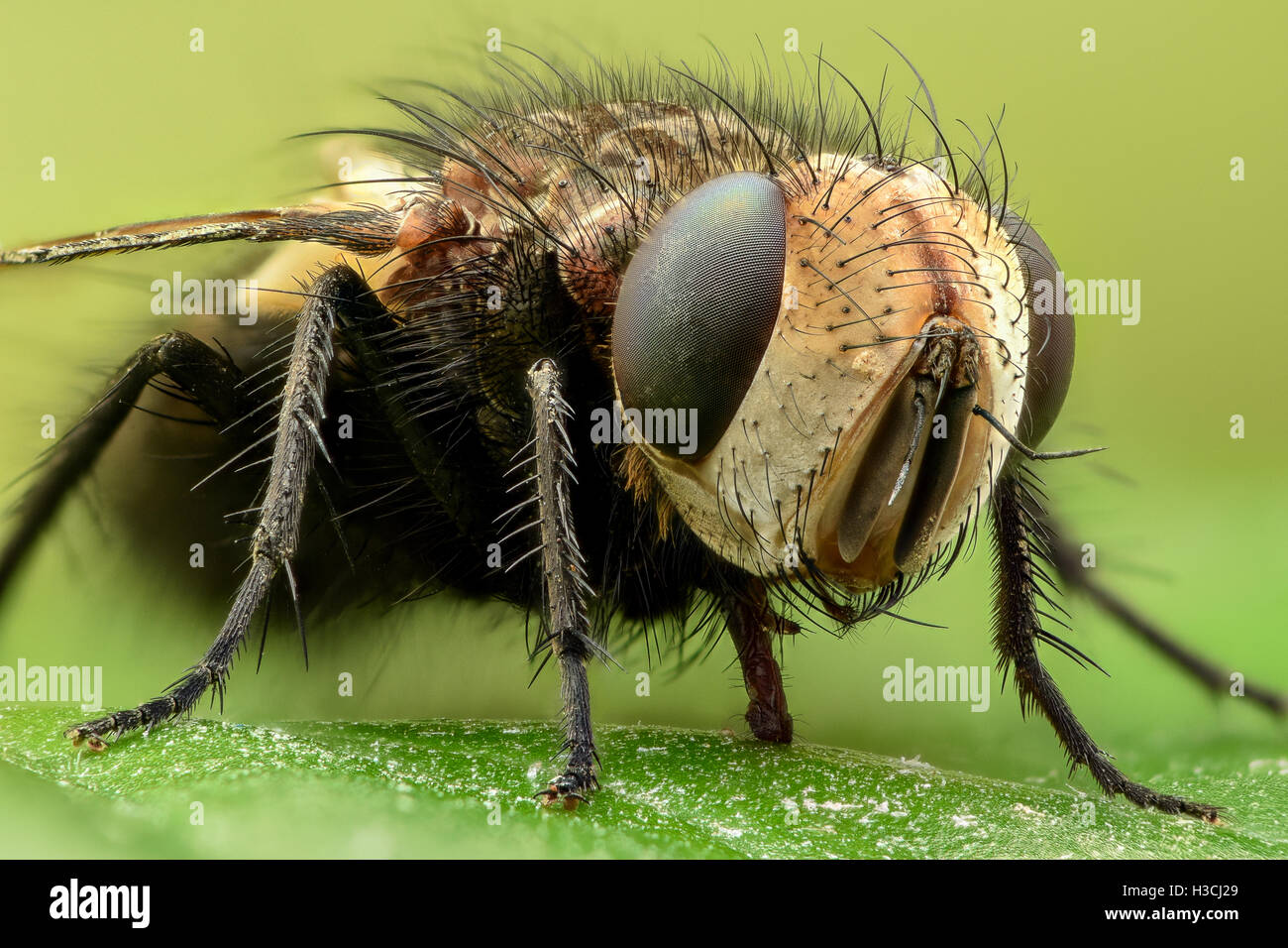 Extreme magnification - Fly on a leaf, side view Stock Photo