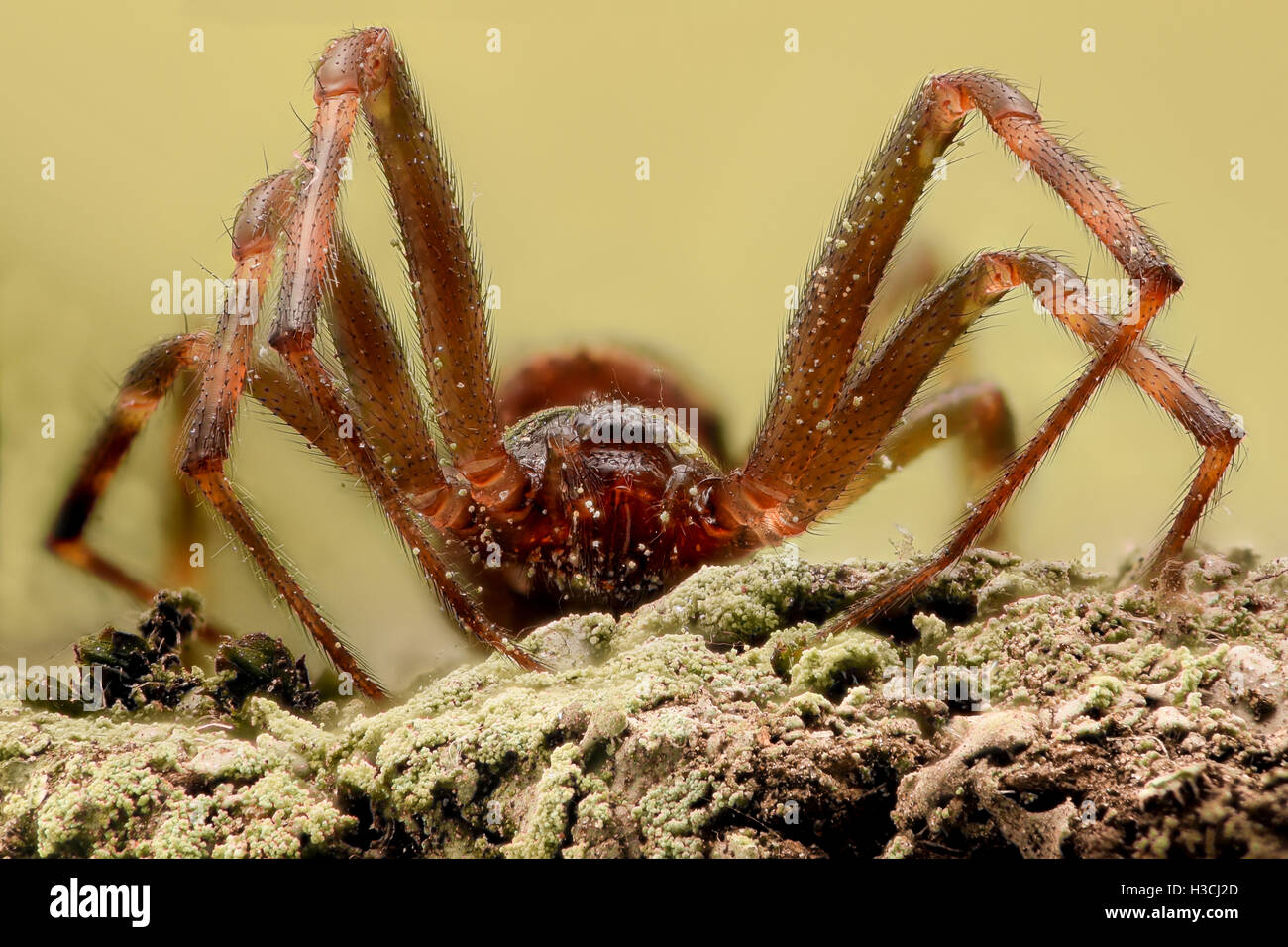 Extreme magnification - Spider on ground, front view Stock Photo