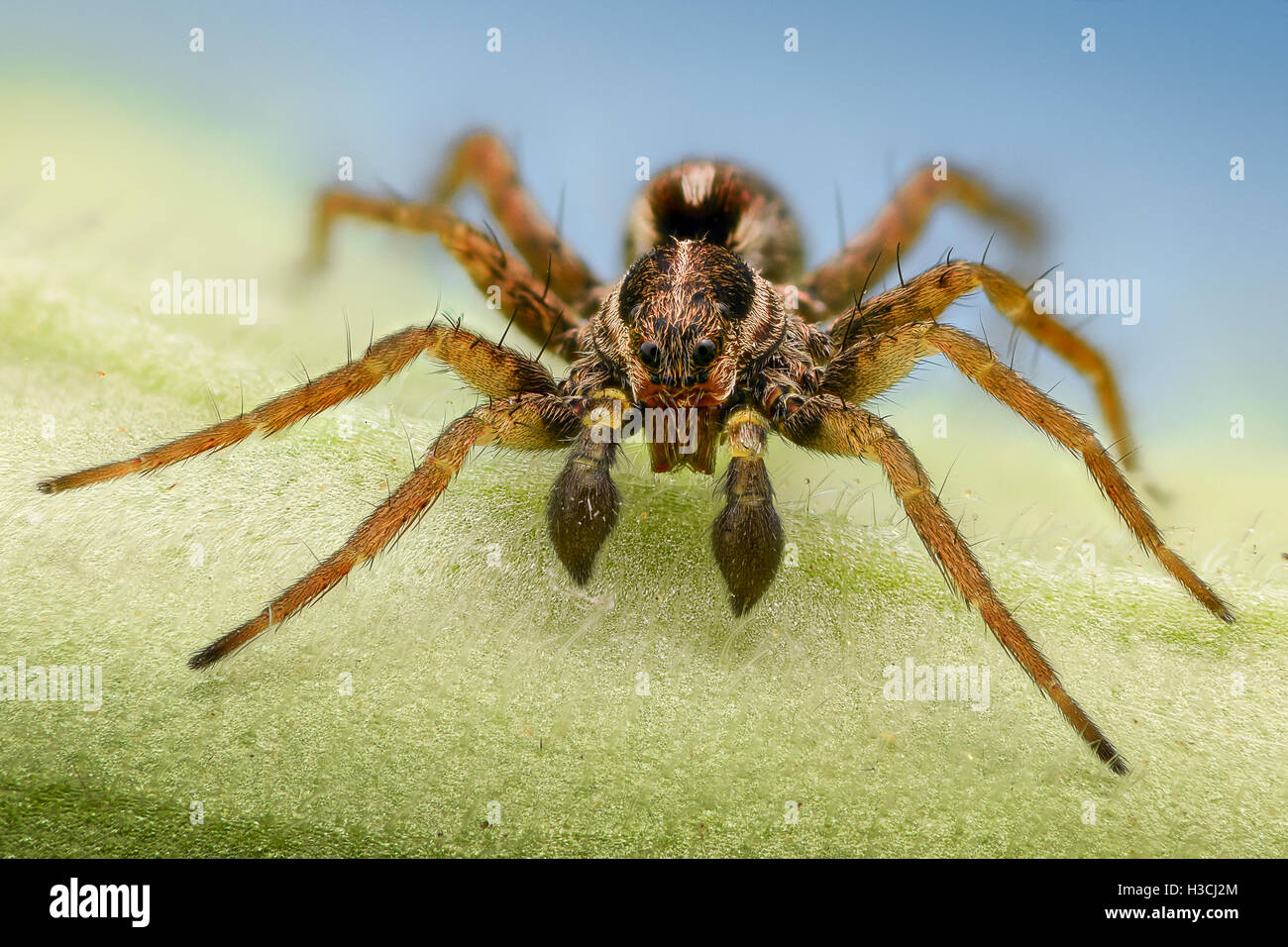 Extreme magnification - Spider on a leaf, front view Stock Photo