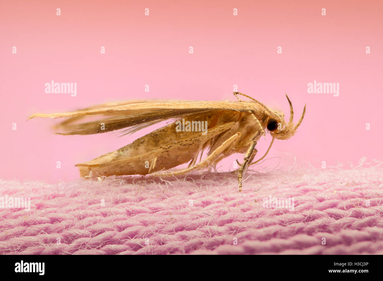 Moth chrysalis hires stock photography and images Alamy