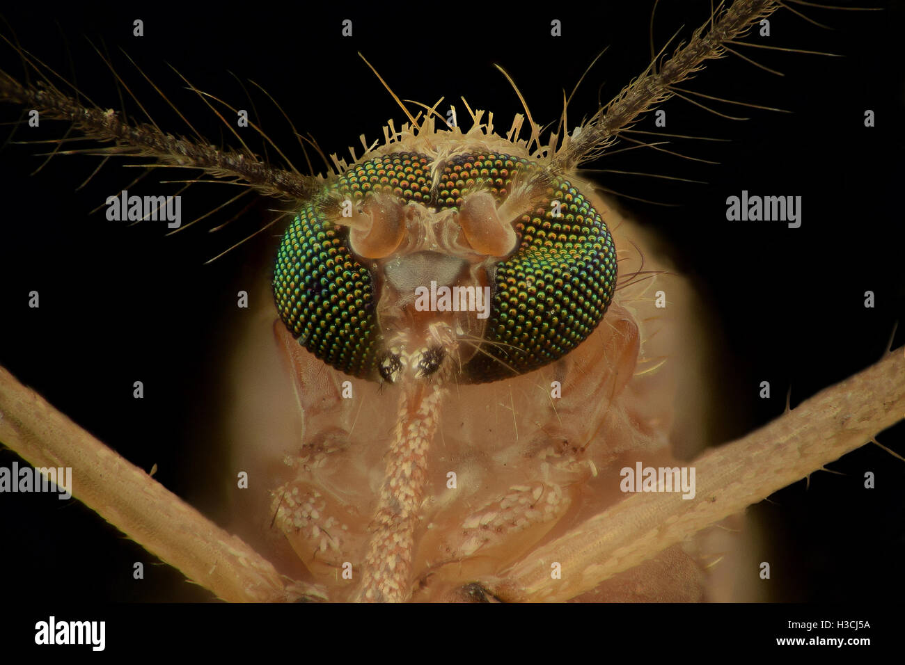 Extreme magnification - Mosquito head, front view Stock Photo