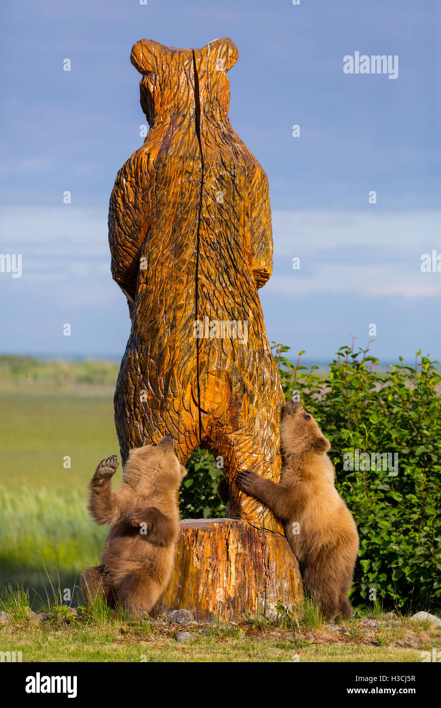 A Brown or Grizzly Bear, Lake Clark National Park, Alaska. Stock Photo