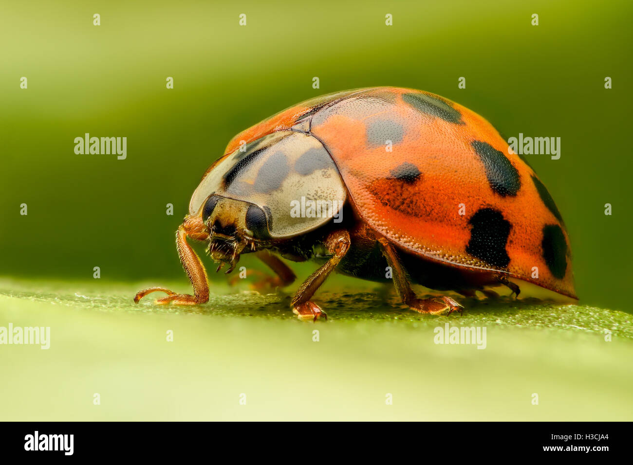Ladybug extreme closeup Stock Photo