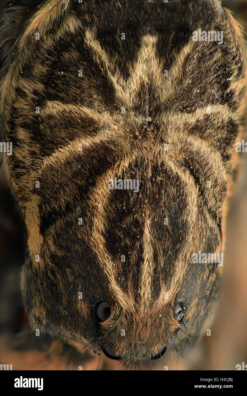 Extreme magnification - Spider TATOO on top of a wolf spider Stock Photo