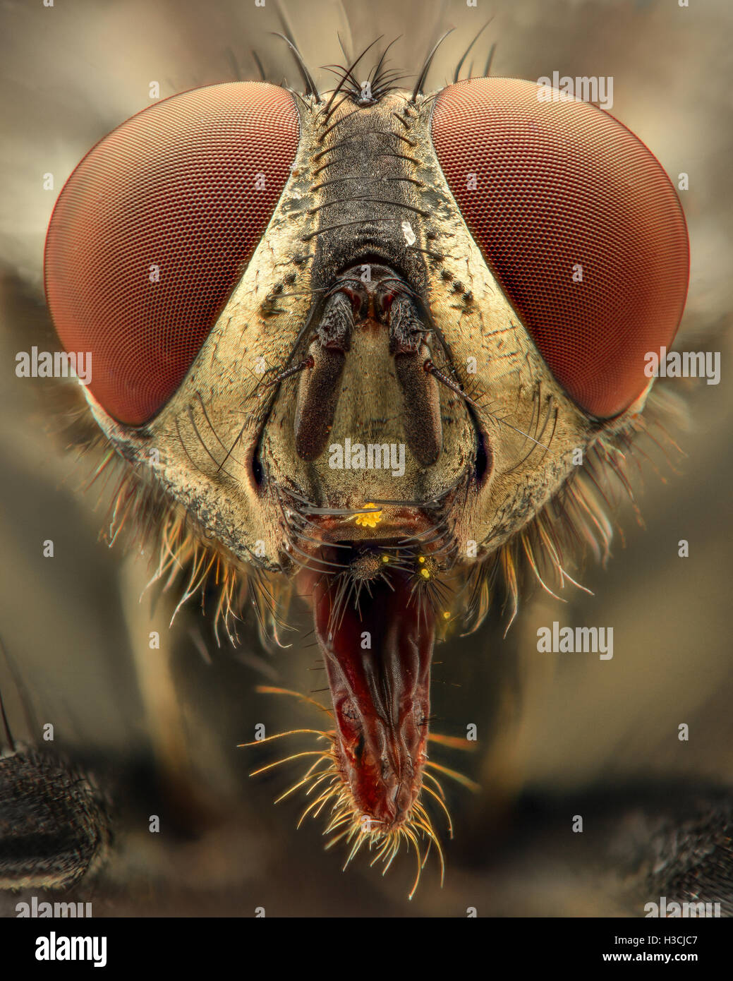 Extreme magnification Fly head, front view Stock Photo Alamy
