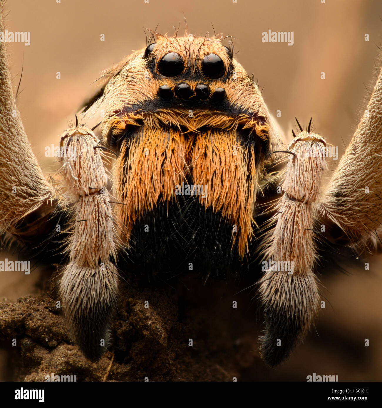 Extreme magnification - Wolf Spider front view Stock Photo