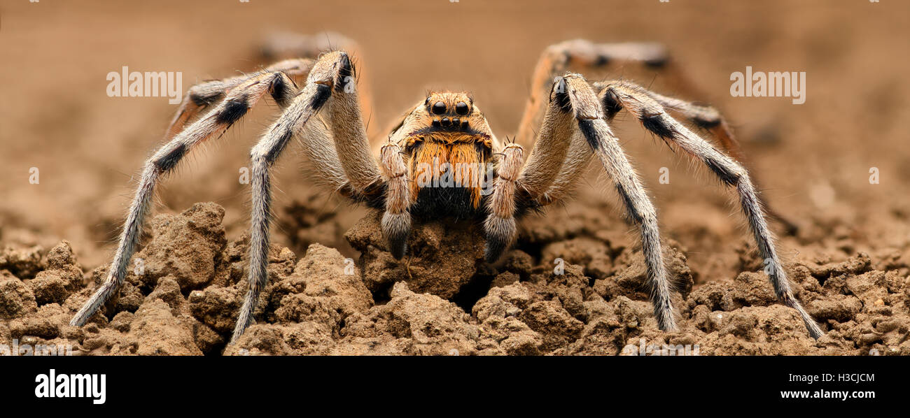 Extreme magnification - Wolf Spider, full body shot, high resolution Stock Photo