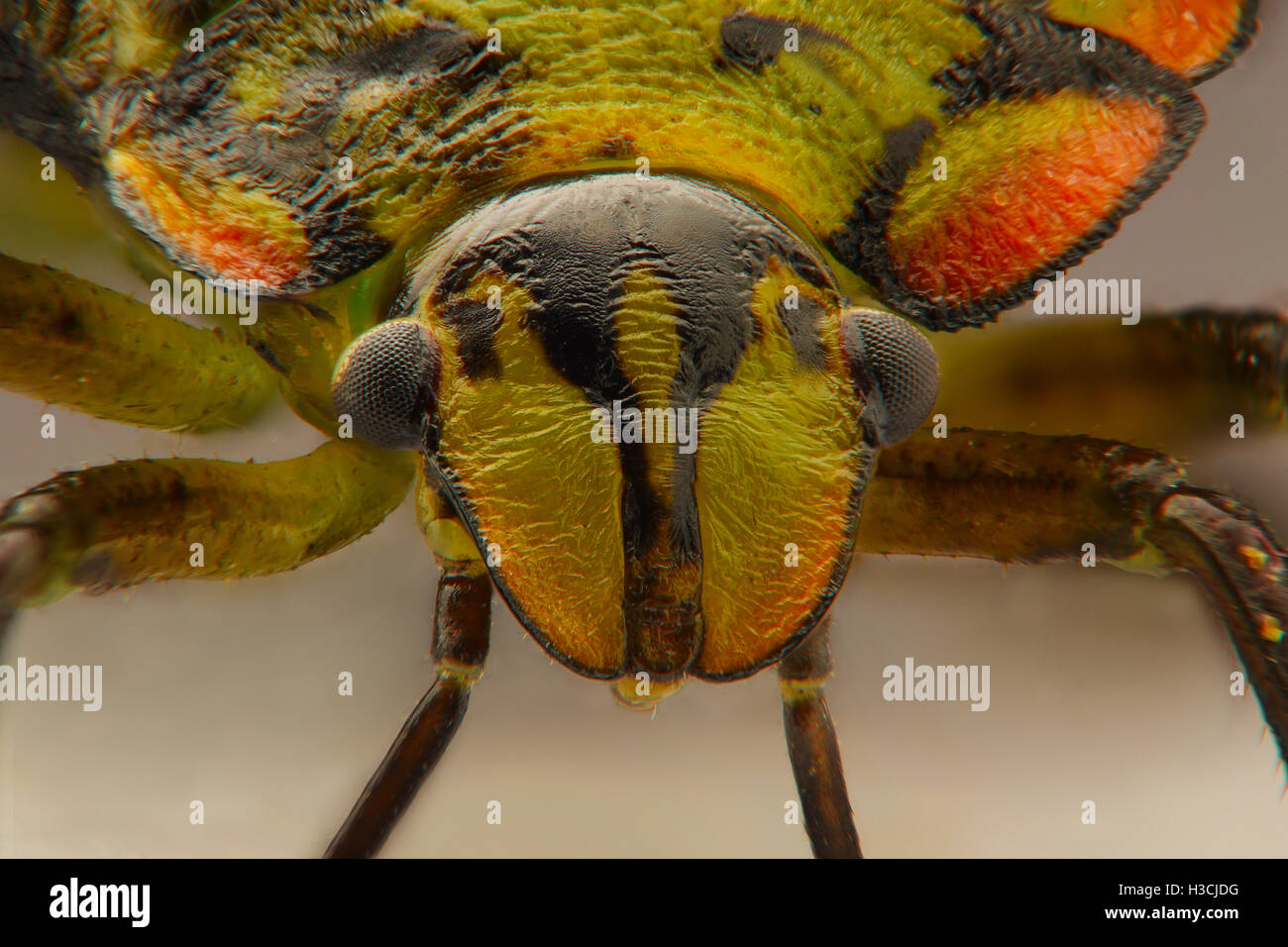 Extreme closeup of colored Stink Bug Stock Photo