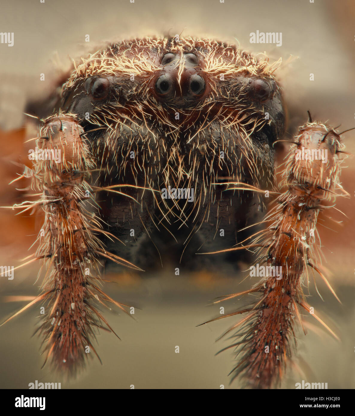 Extreme magnification - Cross spider closeup Stock Photo
