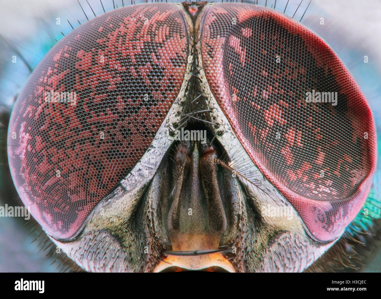 Extreme magnification - Fly with damaged compound eye Stock Photo