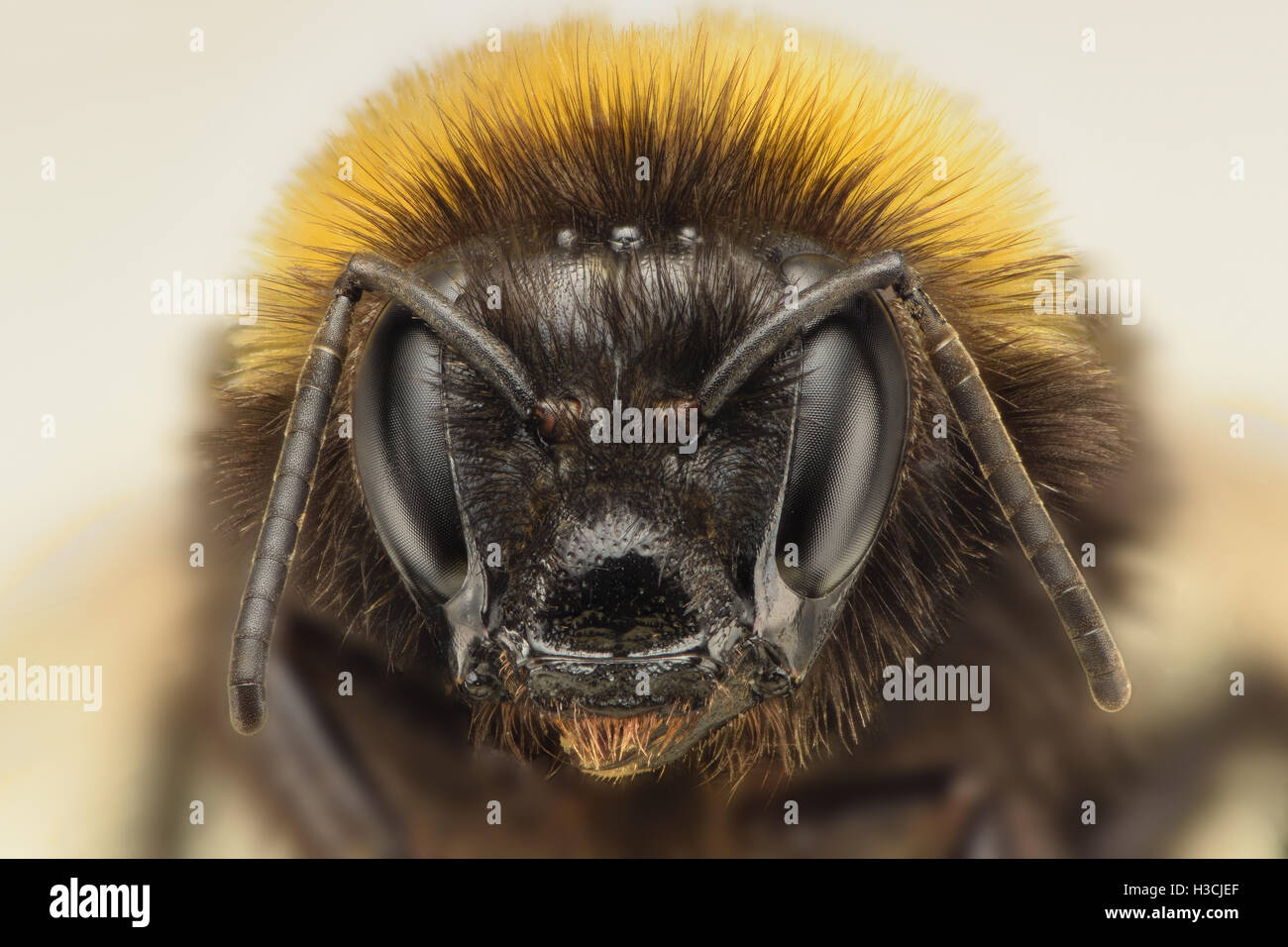 Bumblebee eyes hires stock photography and images Alamy