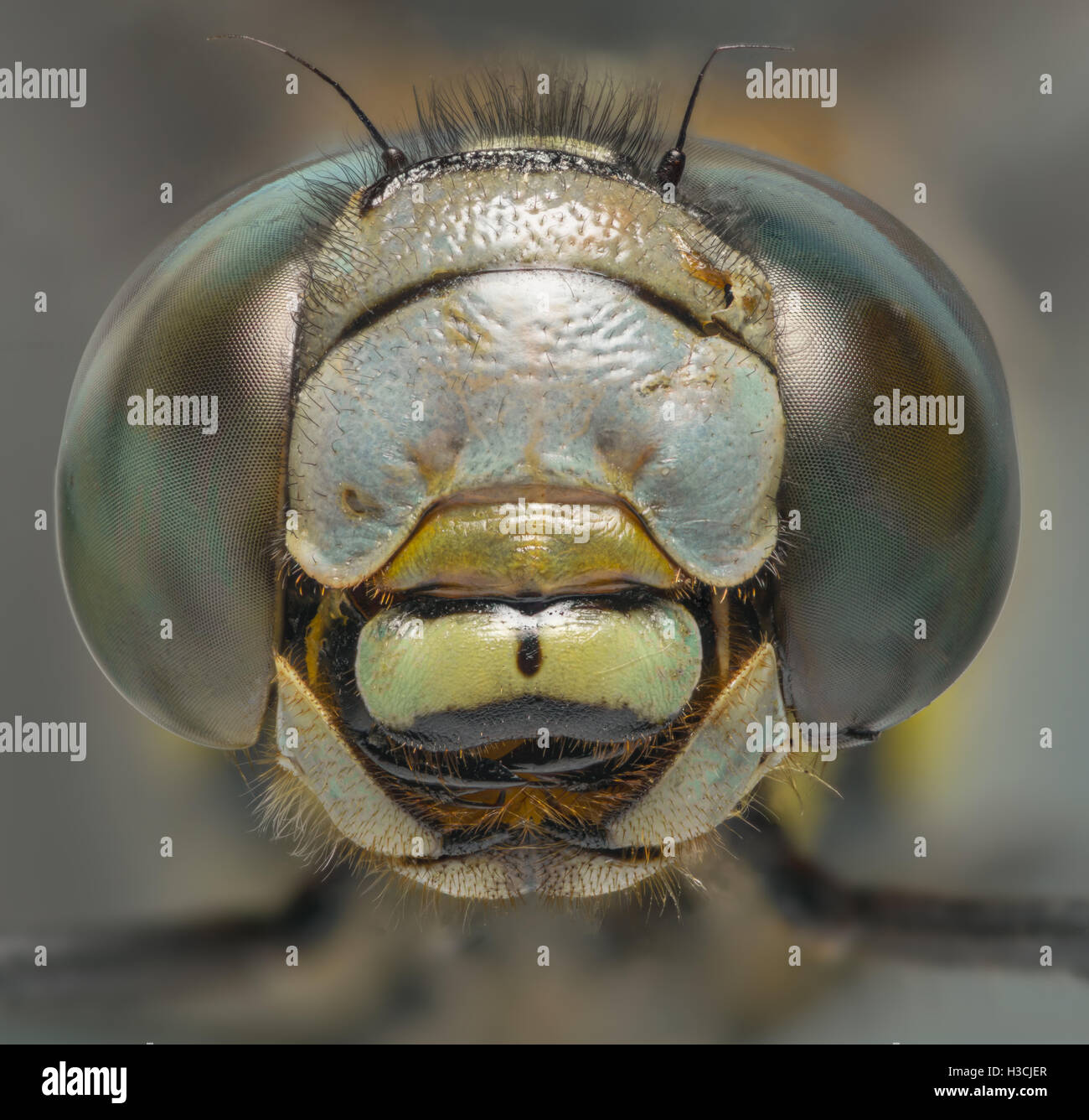 Dragonfly macro head shot front view Stock Photo