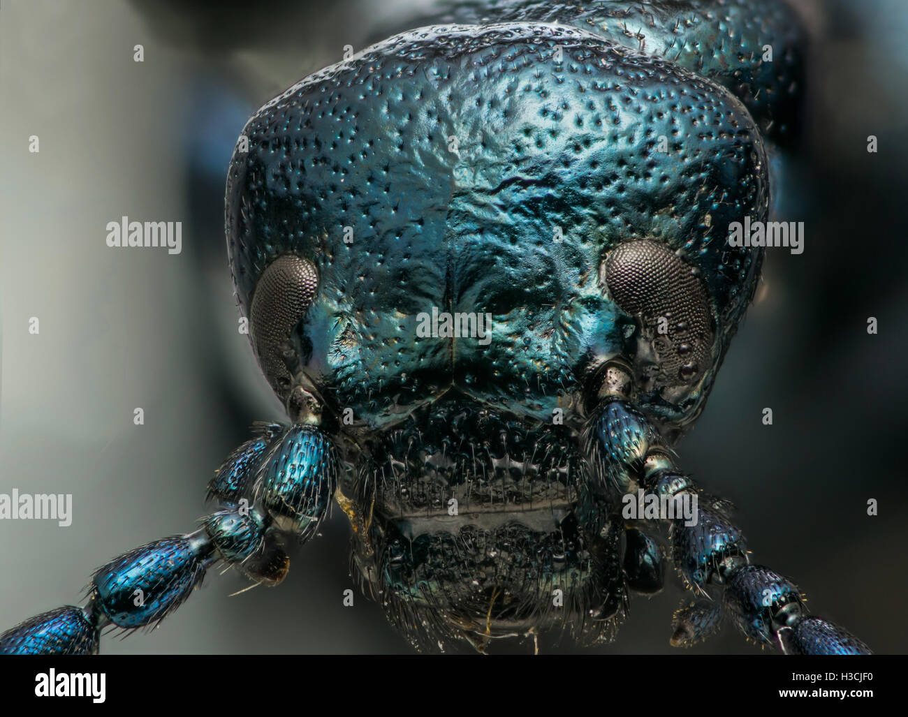 Blue metallic bug macro head shot Stock Photo