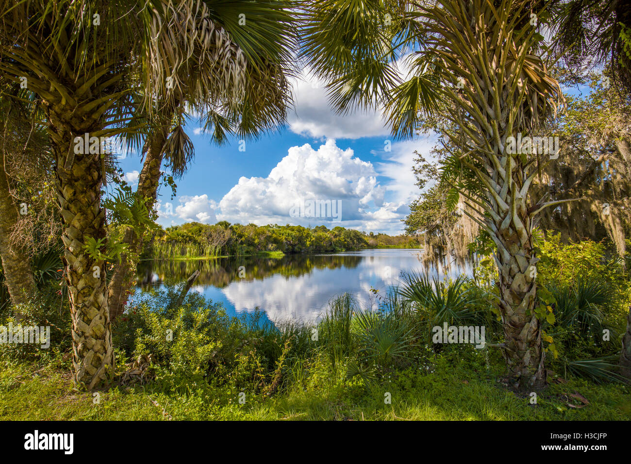Deer Prairie Creek Preserve in Venice Florida Stock Photo