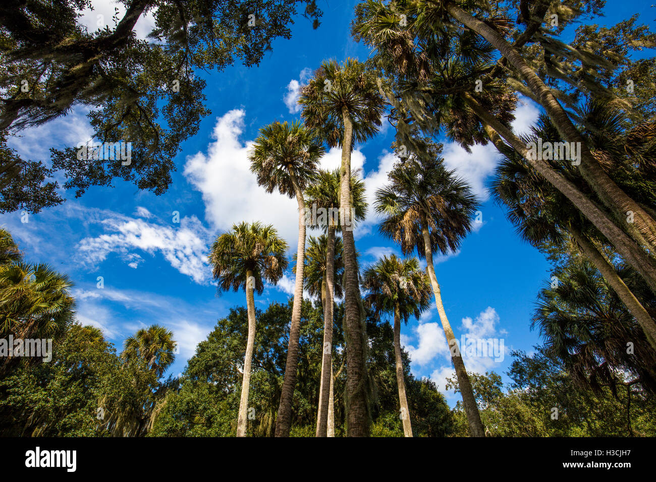 Myakka River park tropical green lush tropics Stock Photo Alamy
