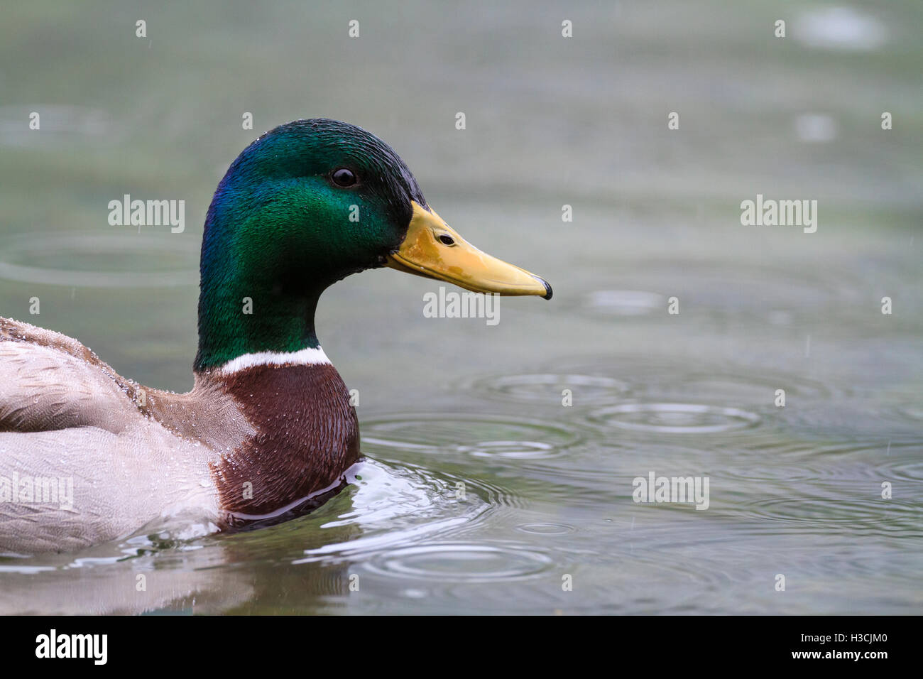 Mallard (Anas platyrhynchos) male swimming. Hintersee lake. Upper Bavaria. Germany. Stock Photo