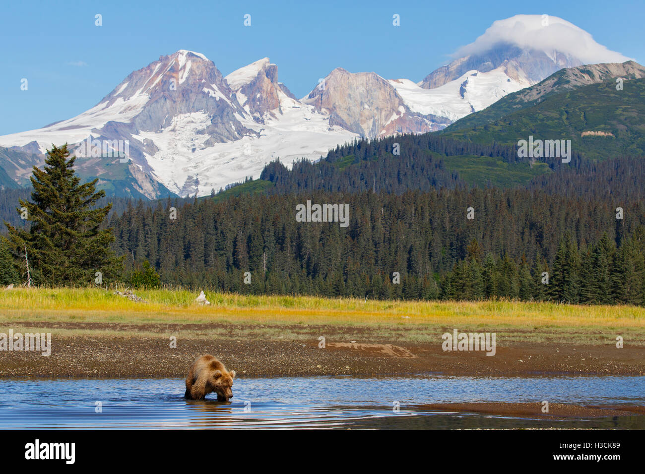 Brown / Grizzly Bear with Mount Iliamna volcano, Lake Clark National Park, Alaska. Stock Photo