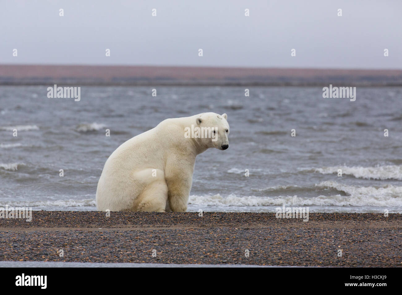 Polar bears (Ursus maritimus),  Arctic National Wildlife Refuge, Alaska. Stock Photo
