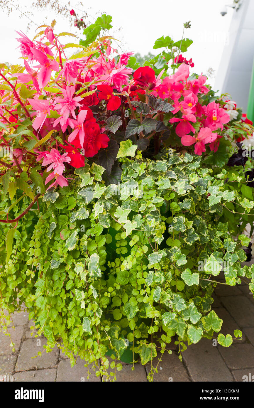 Pink begonias in a raised planter with trailing plants Stock Photo