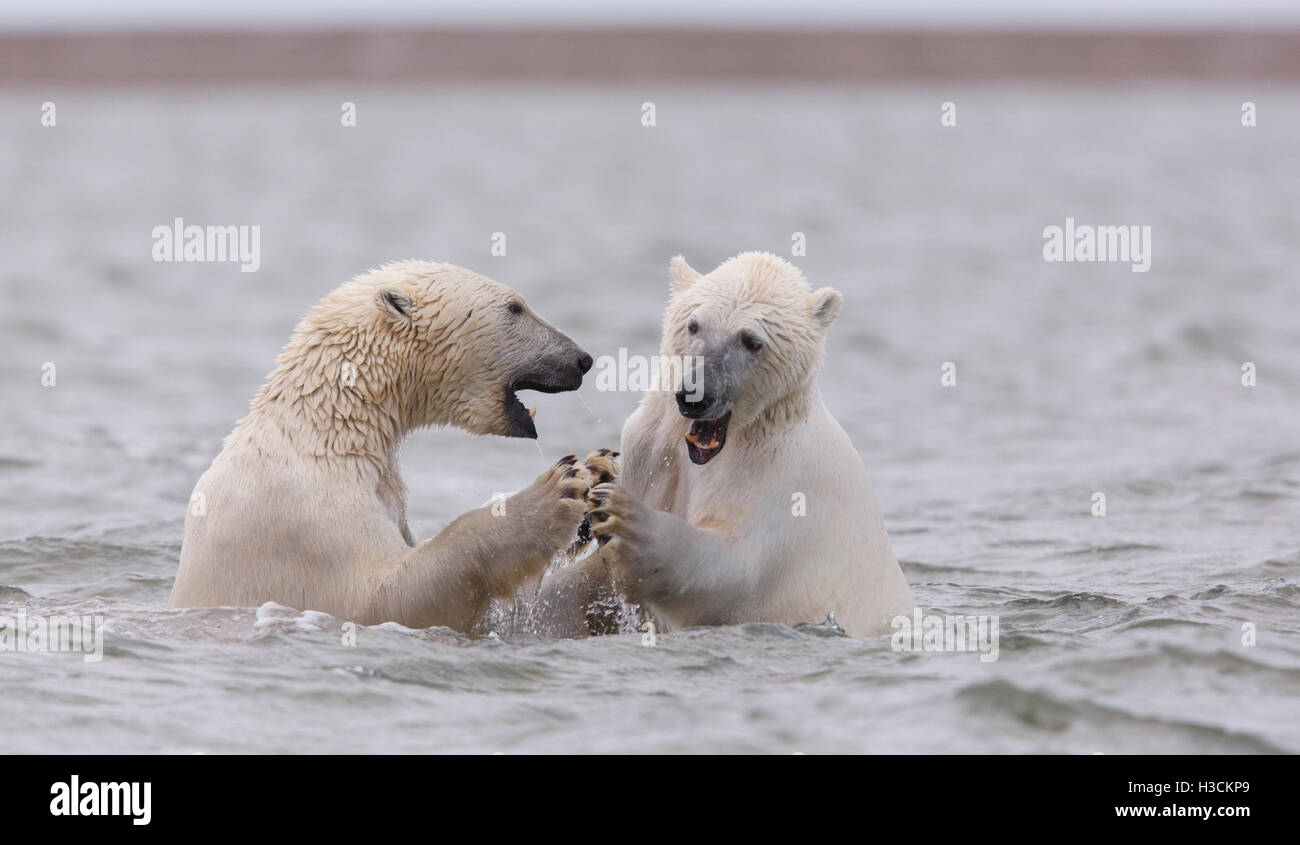 Polar bears (Ursus maritimus),  Arctic National Wildlife Refuge, Alaska. Stock Photo