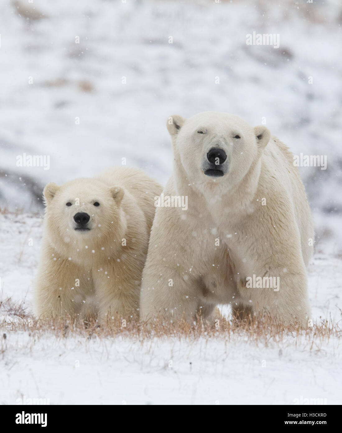 Polar bears (Ursus maritimus),  Arctic National Wildlife Refuge, Alaska. Stock Photo